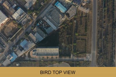 Bird Top View