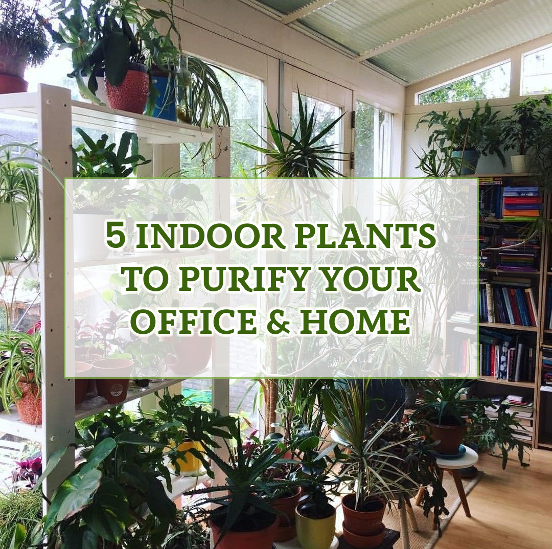 5 Indoor plants to purify your Office & Home