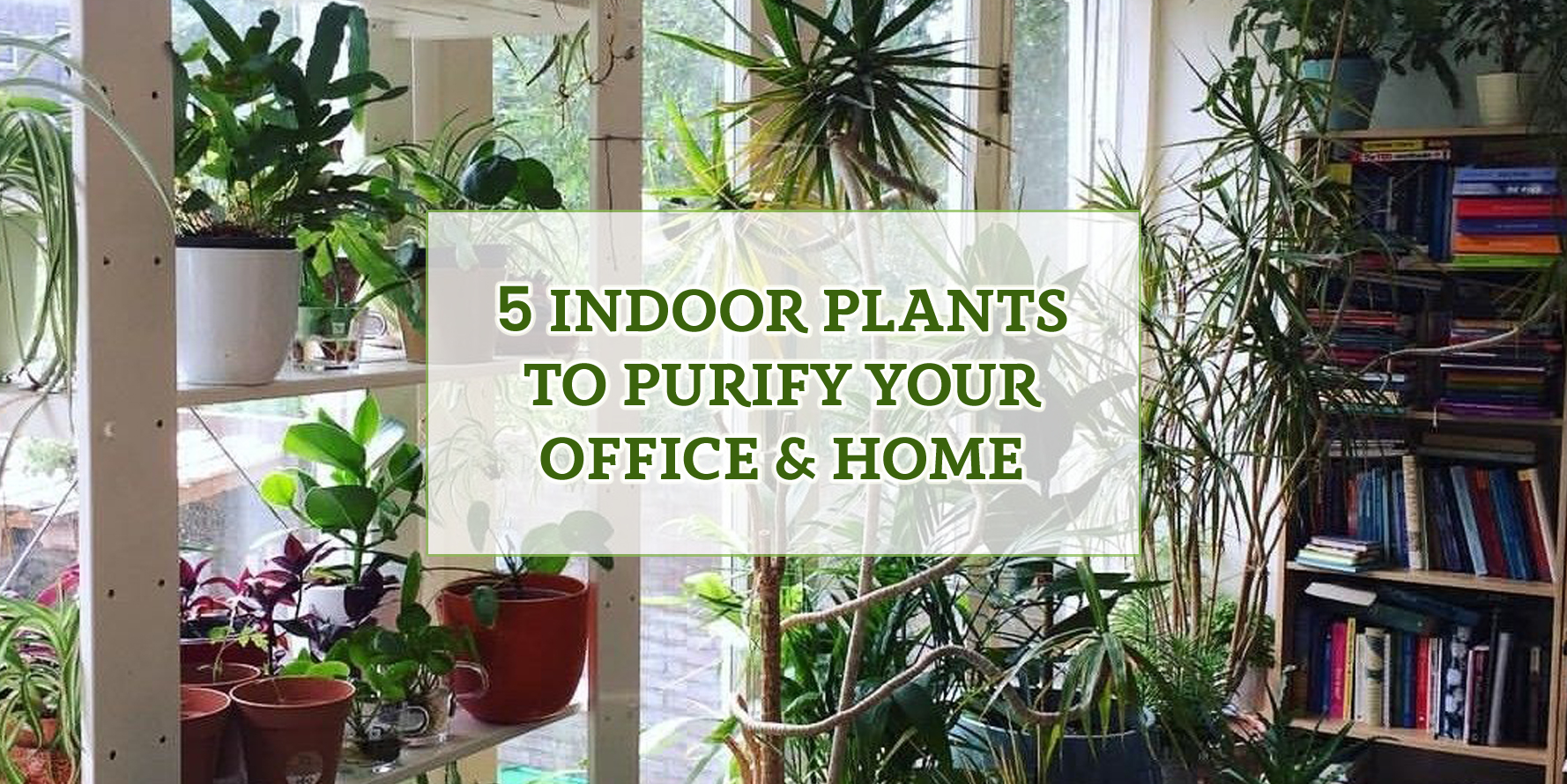 5 Indoor plants to purify your Office & Home